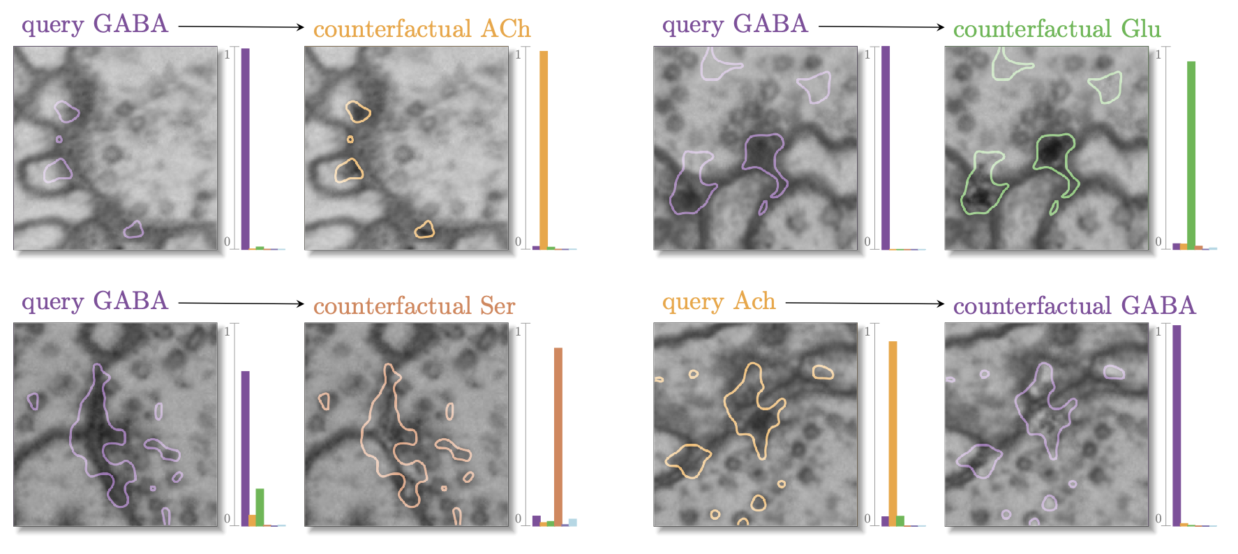 Synapses in EM